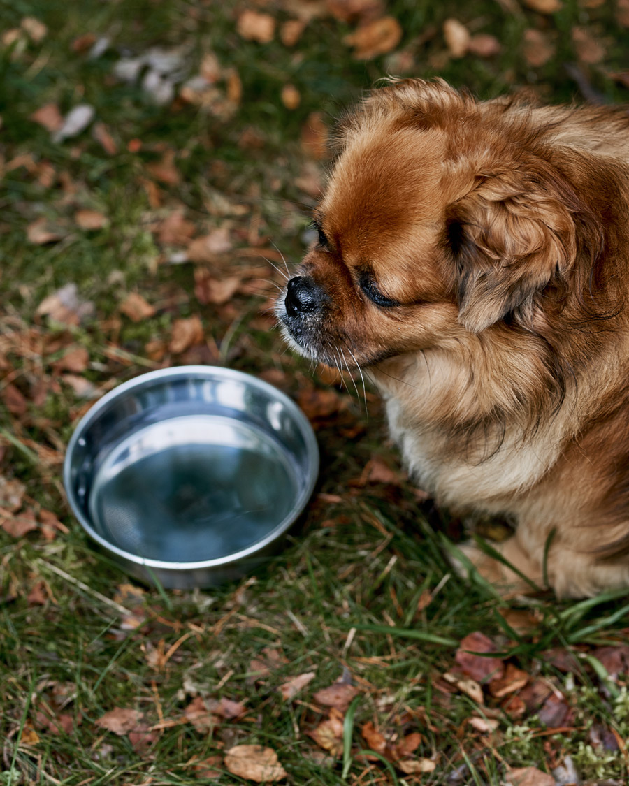 Herre | Campingutstyr | Snow Peak | Dog Food Bowl