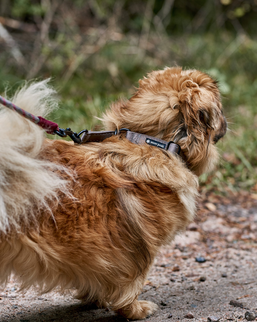 Herre | Campingutstyr | Snow Peak | Dog Slip Collar Grey