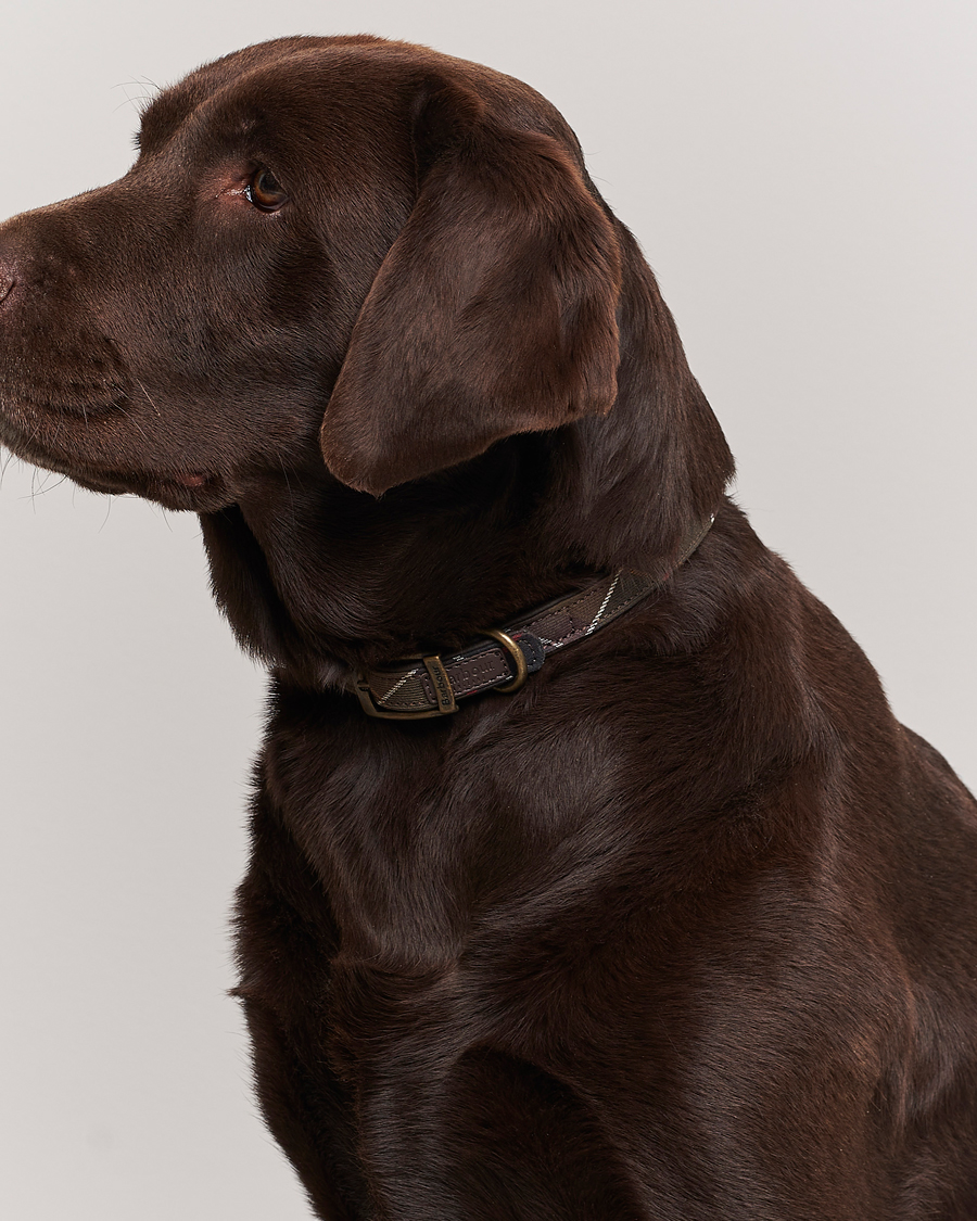 Herre | Til hunden | Barbour Lifestyle | Tartan Dog Collar Classic